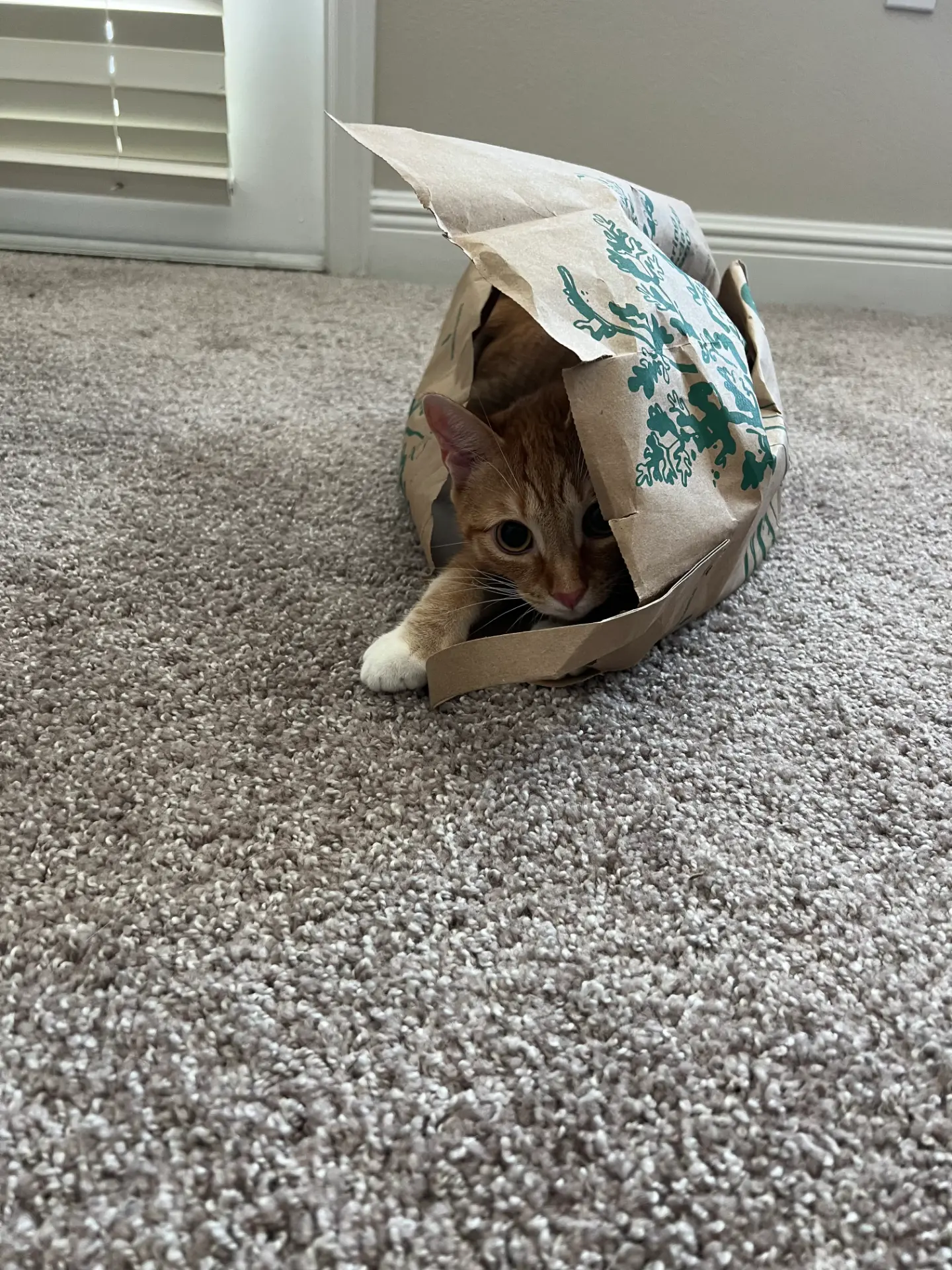 Satoshi peeking out of a paper bag
