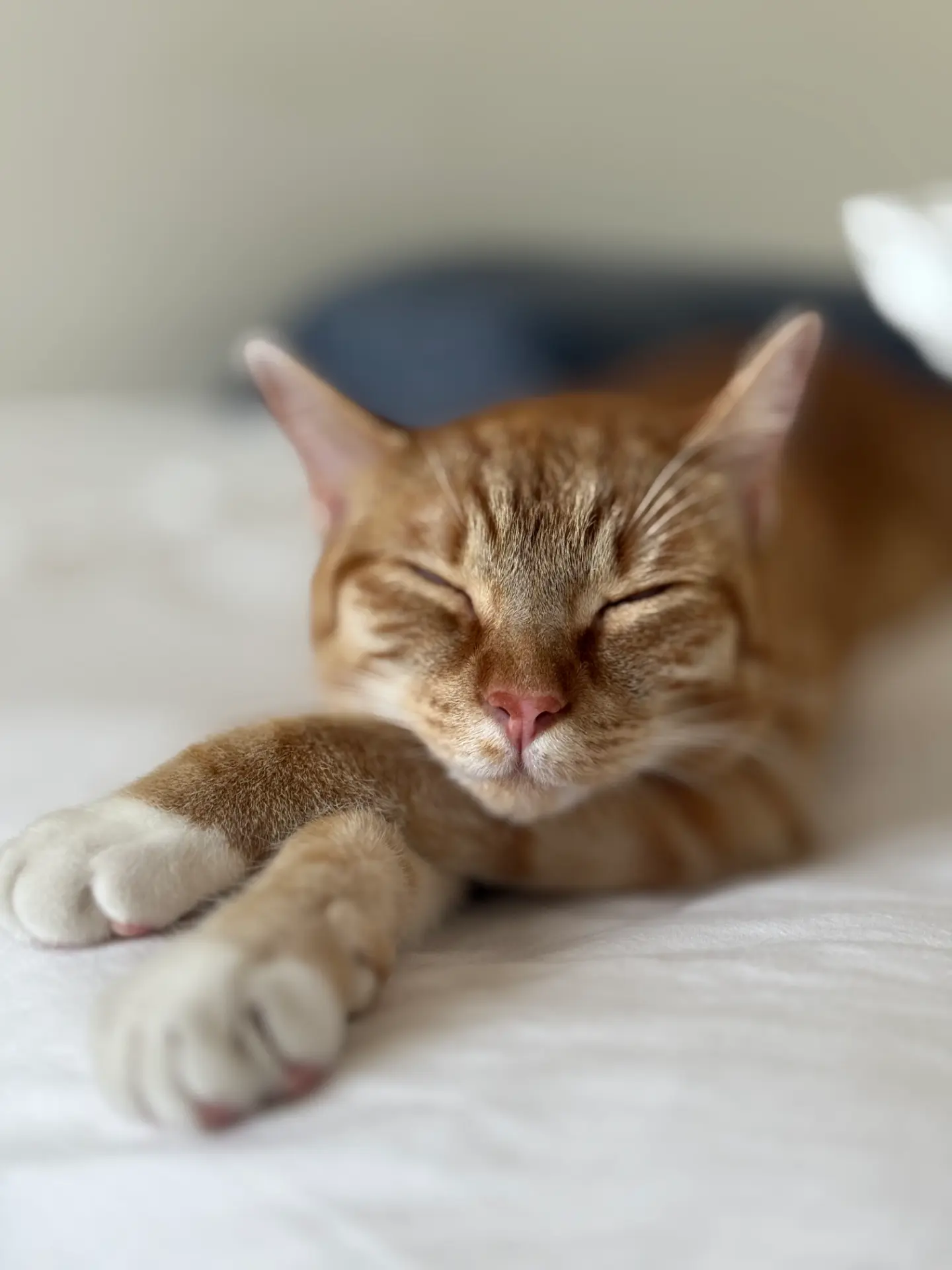Satoshi, an orange tabby, napping