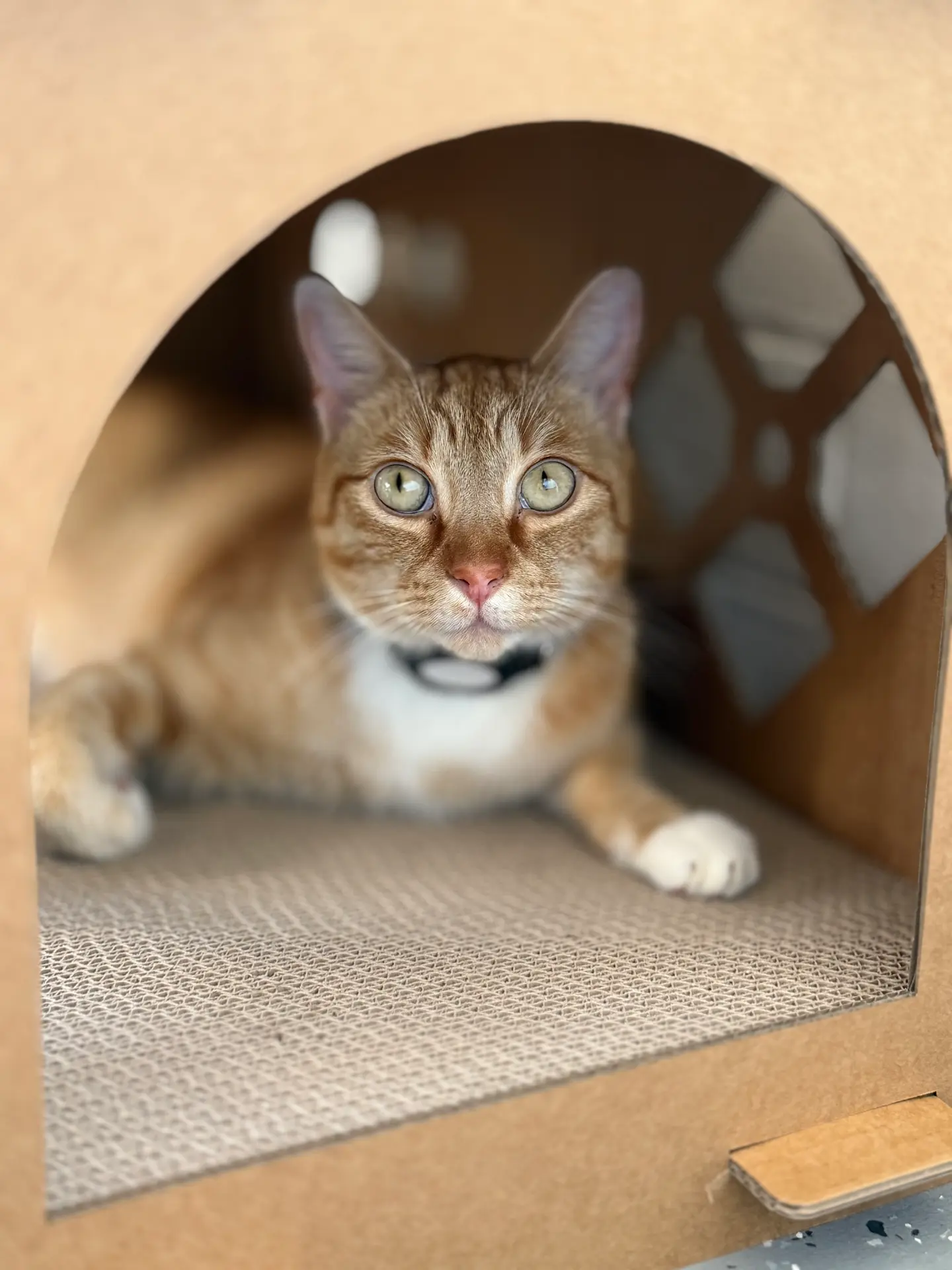 Satoshi looking out of his scratcher