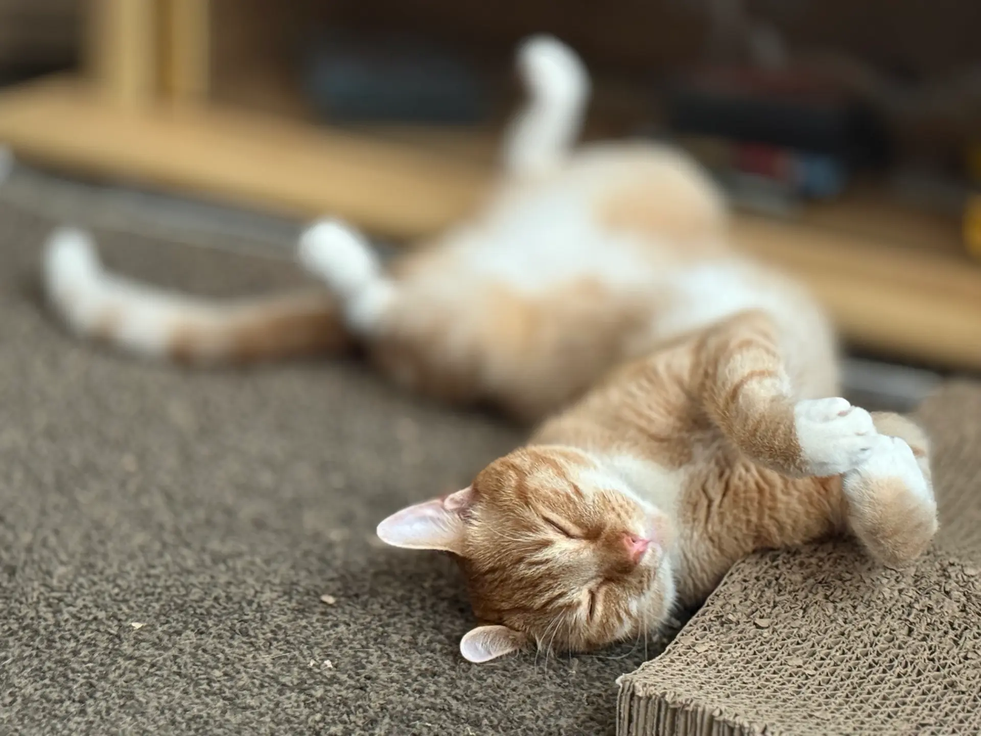 Satoshi lying beside his scratcher